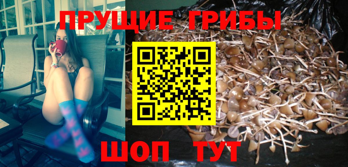 Псилоцибиновые грибы GOLDEN TEACHER  Вход с VPN  Чита 